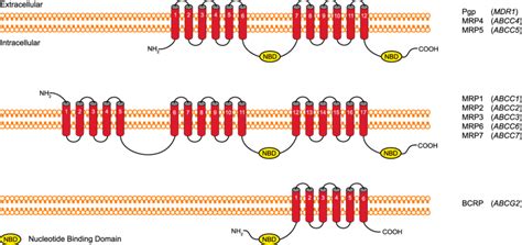 Abc Drug Transporter Membrane Topology The Membrane Topology Of Abc