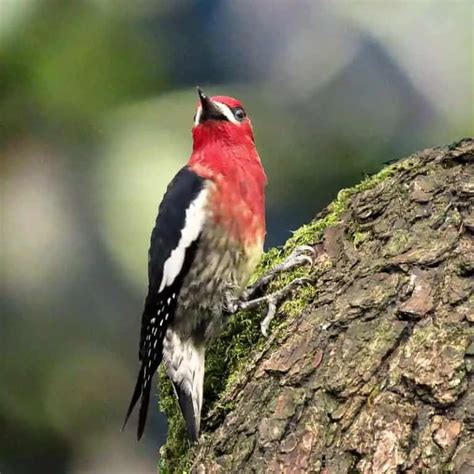 Woodpeckers In Colorado 12 Species With Pictures Wild Bird World