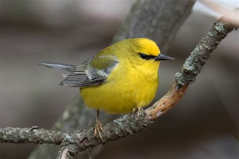 Blue Winged Warbler Male Spring Jeremy Meyer Photography