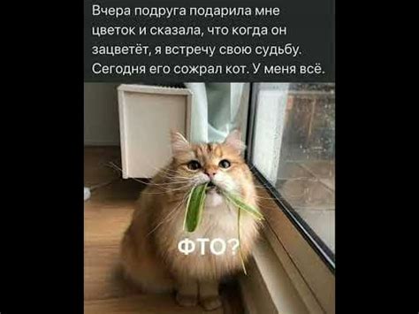 мемы с котиками - YouTube