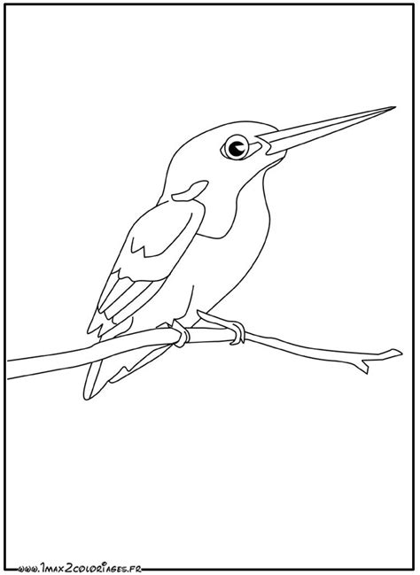 Coloriages d oiseaux Martin Pêcheur