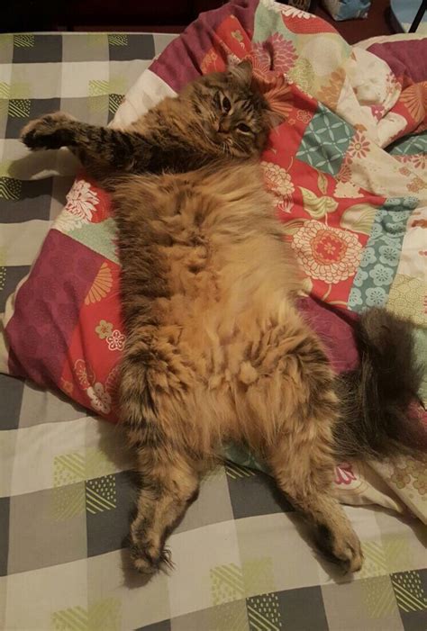 She Lies Weird Cute Cats Hq Pictures Of Cute Cats And Kittens Free