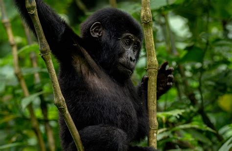 3 Day Gorilla Trekking Uganda Safari