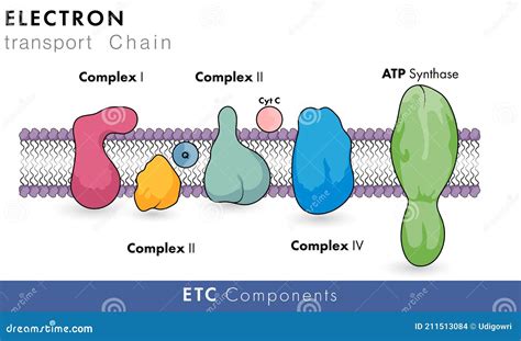 Composants De La Cha Ne De Transport Lectronique Des Mitochondries