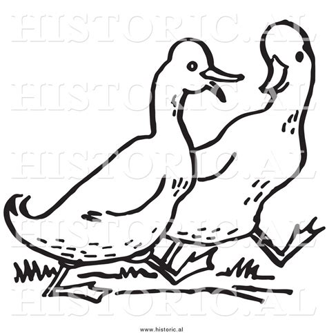 Two Ducks Clipart 20 Free Cliparts Download Images On Clipground 2024