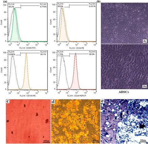 Adscs Characterization A Flow Cytometry Analysis Of Rat Adscs Was Download Scientific Diagram