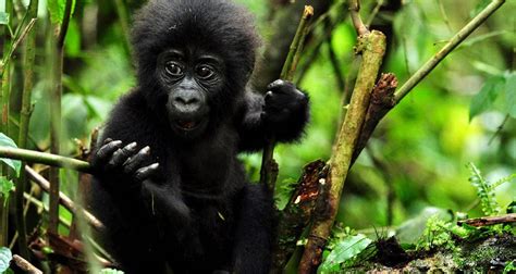 Day Gorilla Tracking Safari Experience In Uganda By Ovacado