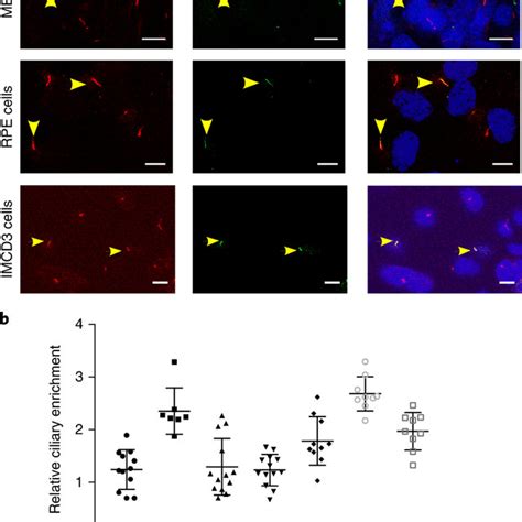 Mc4r Localizes To The Primary Cilia In Heterologous Cells A Download Scientific Diagram