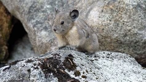 Pika Mammal Britannica