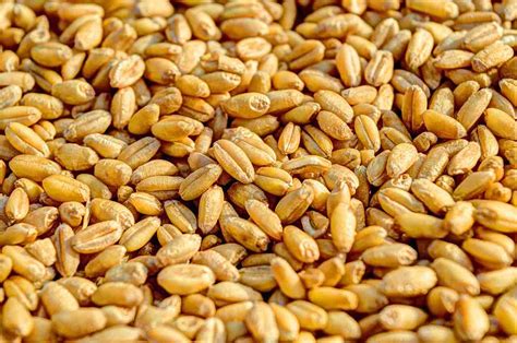 Whole Grain Wheat Ayurvedum