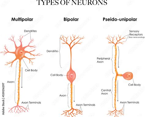 Types Of Neurons Multipolar Pseudounipolar Bipolar Structure