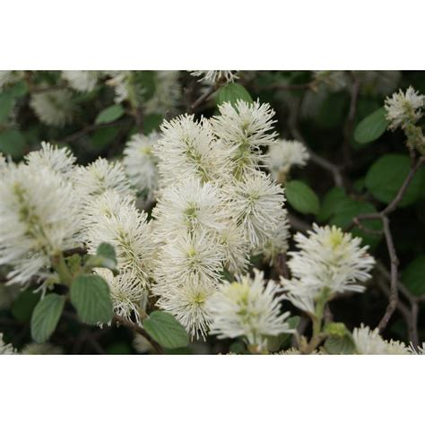 Witch Alder Fothergilla Major