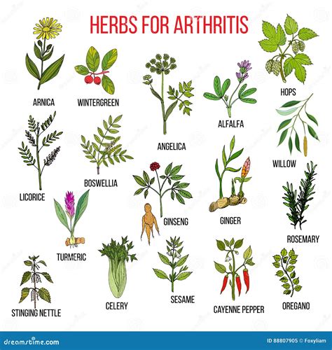 Herbs To Fight Arthritis Boswellia, Willow, Celery, Ginger, Arnica
