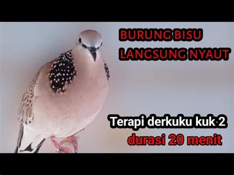 Suara Derkuku Gacor Kuk Durasi Menit Cocok Buat Pancingan Dan