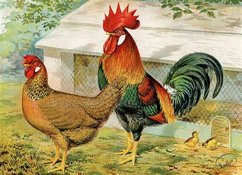 Red Leghorn Hen