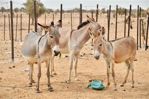 World Donkey Day Spana