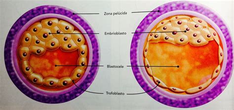 Embriología ENMH Primera Semana del Desarrollo Embrionario