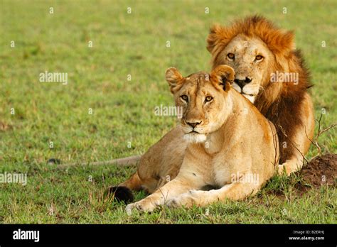 Male And Female Lion Pictures