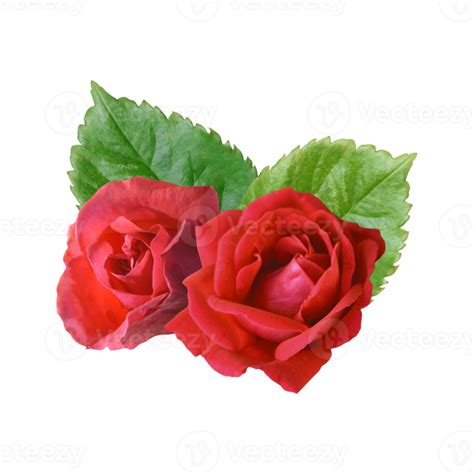 Red Rose Bouquet Flower 21168958 Png