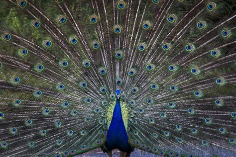 Peacocks On Beacon Hill Park Victoria Bc Canada Victor Carrera Flickr