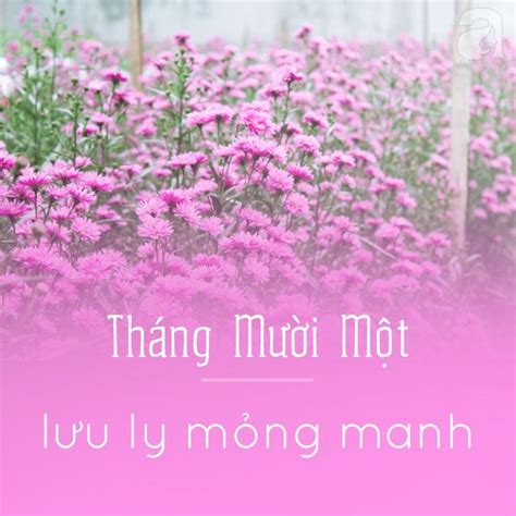 Bật Mí Vườn Hoa đẹp ở Hà Nội Không Thể Bỏ Qua