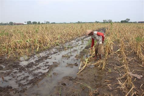 Cuaca Ekstrem Tanaman Jagung Milik Petani Di Jombang Gagal Panen