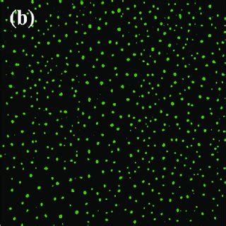 Fluorescence Microscopy Images Of Unicellular E Coli DH5 Strain