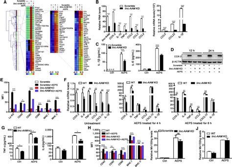 Linc Aam Facilitates Gene Expression Contributing To Macrophage