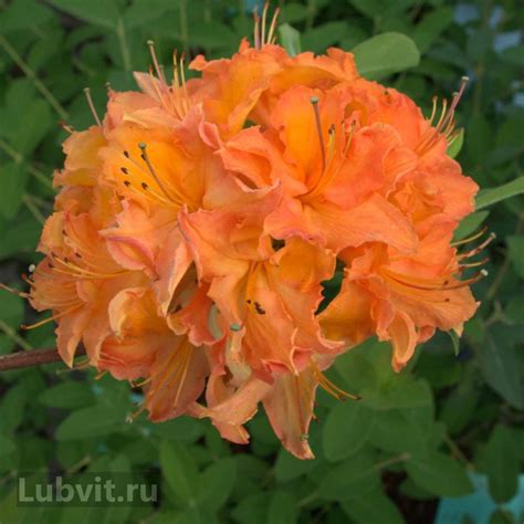 Рододендрон Mandarin Lights (Мандарин Лайтс) можно купить недорого с ...