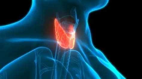 4 Ways The Gut Impacts Thyroid Health Hindustan Times