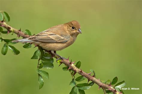 Indigo Bunting Id Facts Diet Habit And More Birdzilla