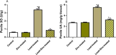 Full Article Zinc Improves Sexual Performance And Erectile Function By Preventing Penile