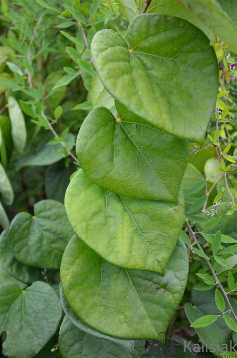 Cercis Chinensis Avondale Judaszowiec Chiński