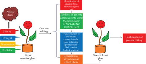 Schematic Representation Of The Process Of Genome Editing For