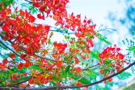 Sommer poinciana phoenix ist eine blühende pflanzenart in den