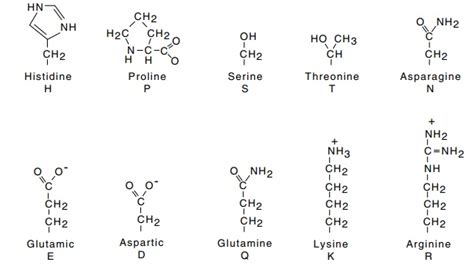 The Amino Acids - Protein Structure