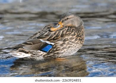 Birding Local Water Birds Tits Stock Photo 2263924851 Shutterstock