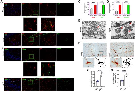 Senescent Phenotype Of Astrocytes Leads To Microglia Activation And