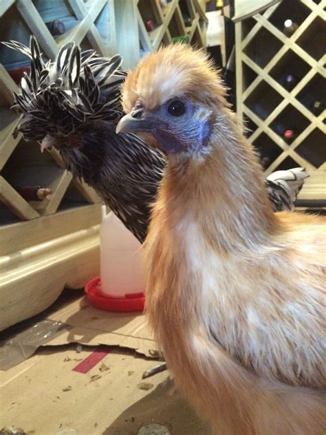 My 23 Week Old Silkies Please Help With Gender Backyard Chickens Learn How To Raise Chickens