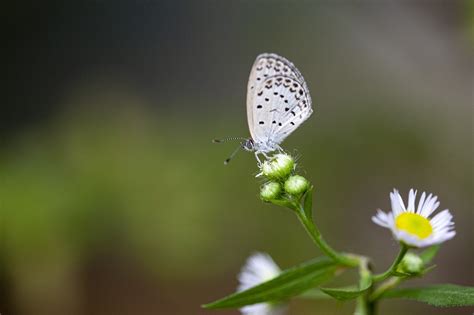 Fjäril Blommor Pollinering Gratis foto på Pixabay Pixabay