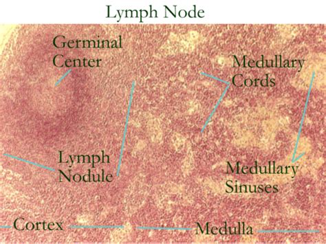 Lymph Node Histology Labeled