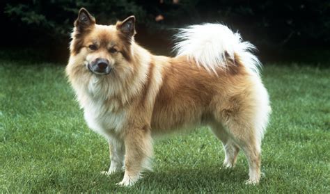 Icelandic Sheepdog Breed Information Vetstreet Vetstreet