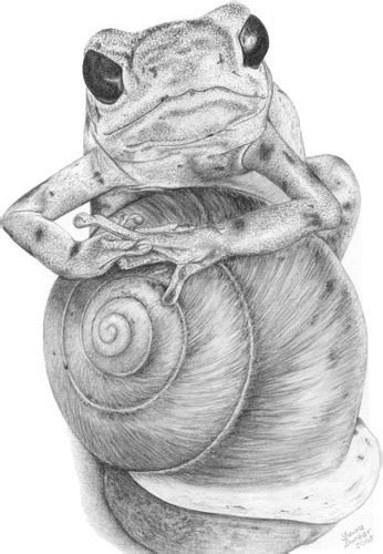 Frog Pencil Sketch At PaintingValley Explore Collection Of Frog