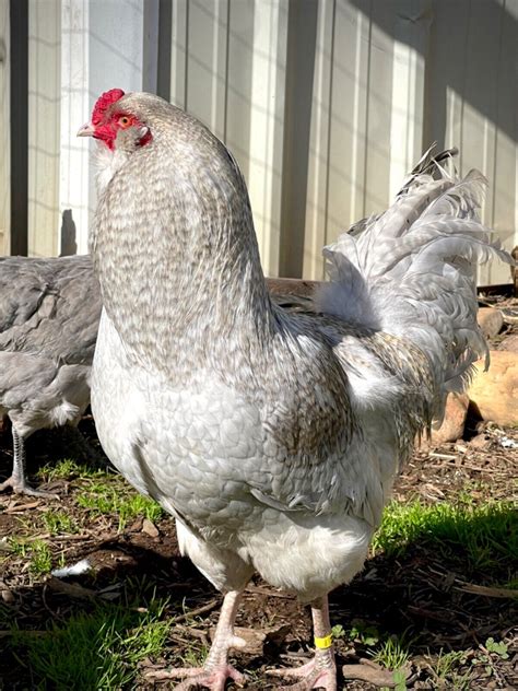 6 Rare Lavender Cuckoo Ameraucana Grelly Usa