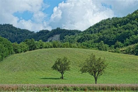 Premium Photo Mature Grain Wheat Field