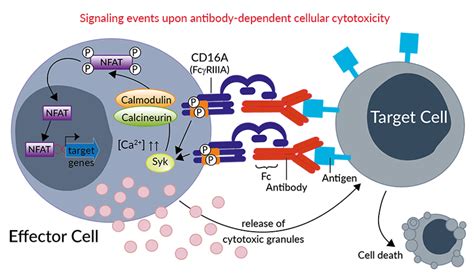 Adcc Mechanism