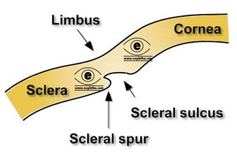 Anatomy of Anterior Chamber