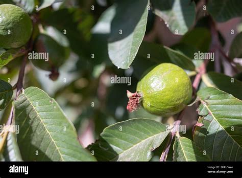 Guave Fruit Growing On A Tree Branch Among Green Leaves Psidium