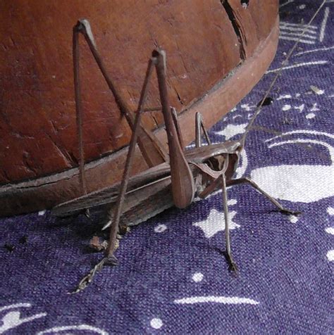 Shieldback Katydids From Watsonville Qld Australia On January