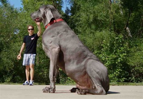 World Larget And dangrous Dogs, strongest dog breed, Top 5 dogs | Dog Lover Network - Dog Videos ...